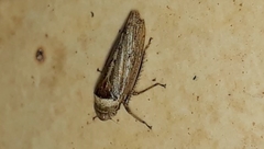 Sordana sordida