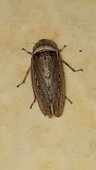 Sordana sordida