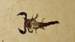 Bothriurus araguayae