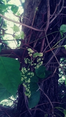 Toxicodendron radicans