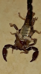 Bothriurus araguayae