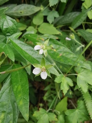 Geranium sibiricum