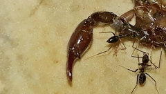 Bothriurus araguayae