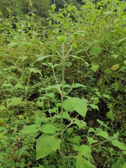 Sigesbeckia pubescens