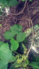 Toxicodendron radicans