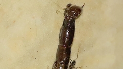 Bothriurus araguayae