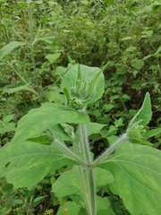 Sigesbeckia pubescens