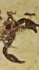 Bothriurus araguayae