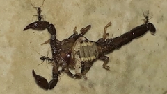 Bothriurus araguayae