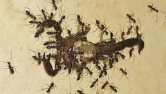 Bothriurus araguayae