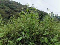 Sigesbeckia pubescens