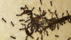 Bothriurus araguayae