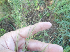 Aristida desmantha