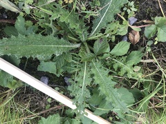 Cirsium oleraceum