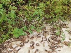 Isodon amethystoides