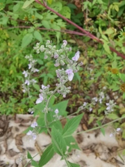 Isodon amethystoides