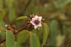 Rubus bogotensis