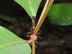 Dolichoderus attelaboides
