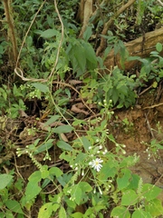 Aster ageratoides
