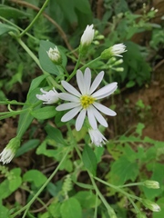 Aster ageratoides