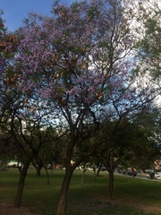 Jacaranda mimosifolia