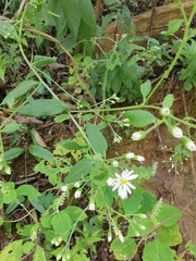 Aster ageratoides