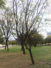 Jacaranda mimosifolia