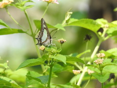 Polyura agraria