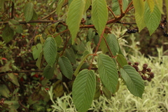 Rubus bogotensis