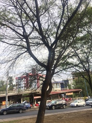 Jacaranda mimosifolia