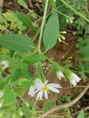 Aster ageratoides
