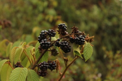 Rubus bogotensis