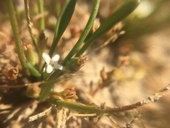 Limosella acaulis