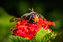Vespa velutina