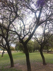 Jacaranda mimosifolia