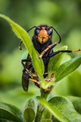 Vespa velutina