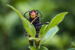 Vespa velutina
