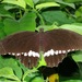 Papilio polytes ledebouria - Photo (c) Albert Kang, algunos derechos reservados (CC BY-NC), subido por Albert Kang