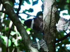 Colobura dirce