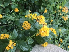 Lantana × hybrida