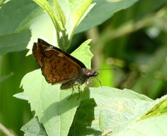 Antigonus erosus