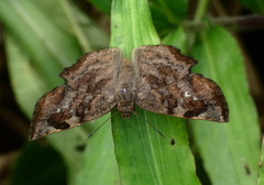 Antigonus erosus