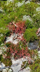 Sedum smallii