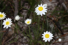 Hyalosperma cotula