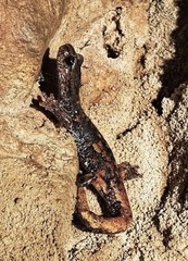 Speleomantes italicus