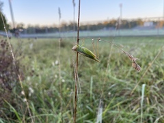 Scudderia curvicauda