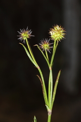 Opercularia vaginata