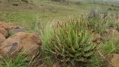 Aloe broomii