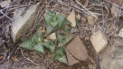 Haworthiopsis tessellata