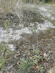 Erysimum pseudorhaeticum